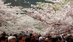 你見(jiàn)過(guò)空無(wú)一人的中山公園櫻花大道嗎？美！